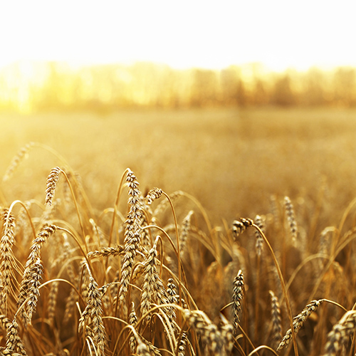 Maiores modi iste laudantium necessitatibus maxime numquam.